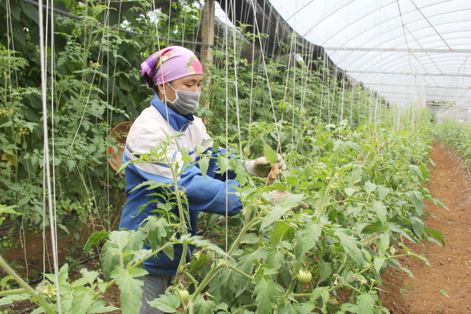 Hoạt động HTX nông nghiệp